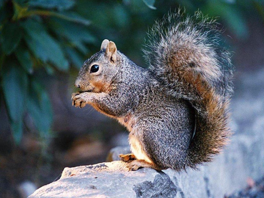 A mókus hamar barátkozik és könnyen etethető